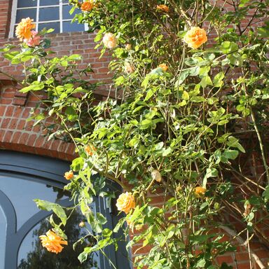 Gelbe Rosen am Werkgut vor dem Dielentor