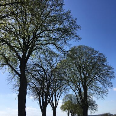 Die Ausfahrt aus dem Ort Meezen, von Bäumen gesäumte Straße, blauer Himmel