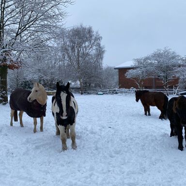 4 Pferde und Ponys im Schnee auf der Weide