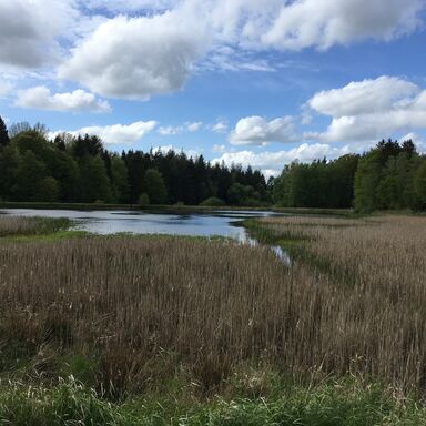 In Waldhütten, im Naturpark Aukrug, ein kleiner See mit Schilf und Bäumen umgeben, Wolken und blauer Himmel