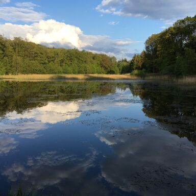 Blick auf den See mit Bäumen am Rand, der Himmel und die Wolken spiegeln sich im Wasser