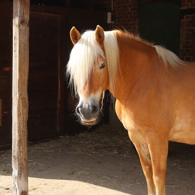 Ein Haflinger, ein goldfarbenes Pferd mit heller Mähne steht im Stall und blickt entspannt nach vorne in die Kamera