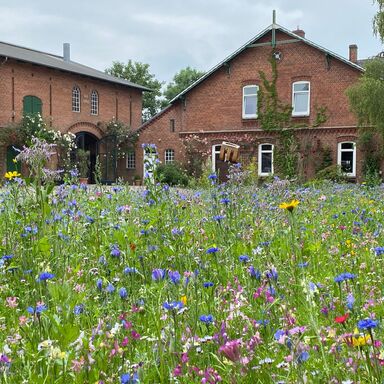 Blühwiese vor dem Gut Blühende Wiese vor dem Gutshaus